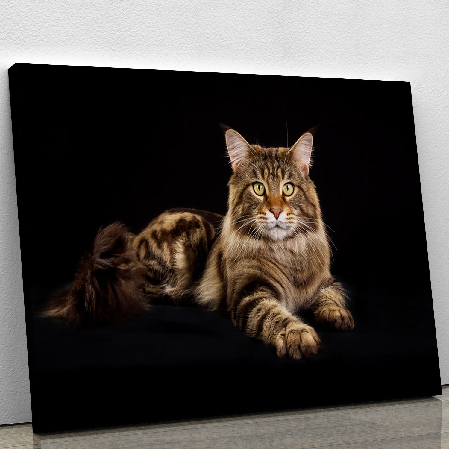 Purebred Maine Coon cat Canvas Print or Poster - Canvas Art Rocks - 1