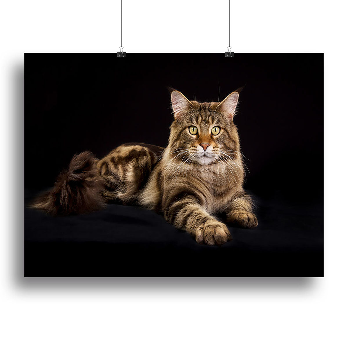 Purebred Maine Coon cat Canvas Print or Poster - Canvas Art Rocks - 2