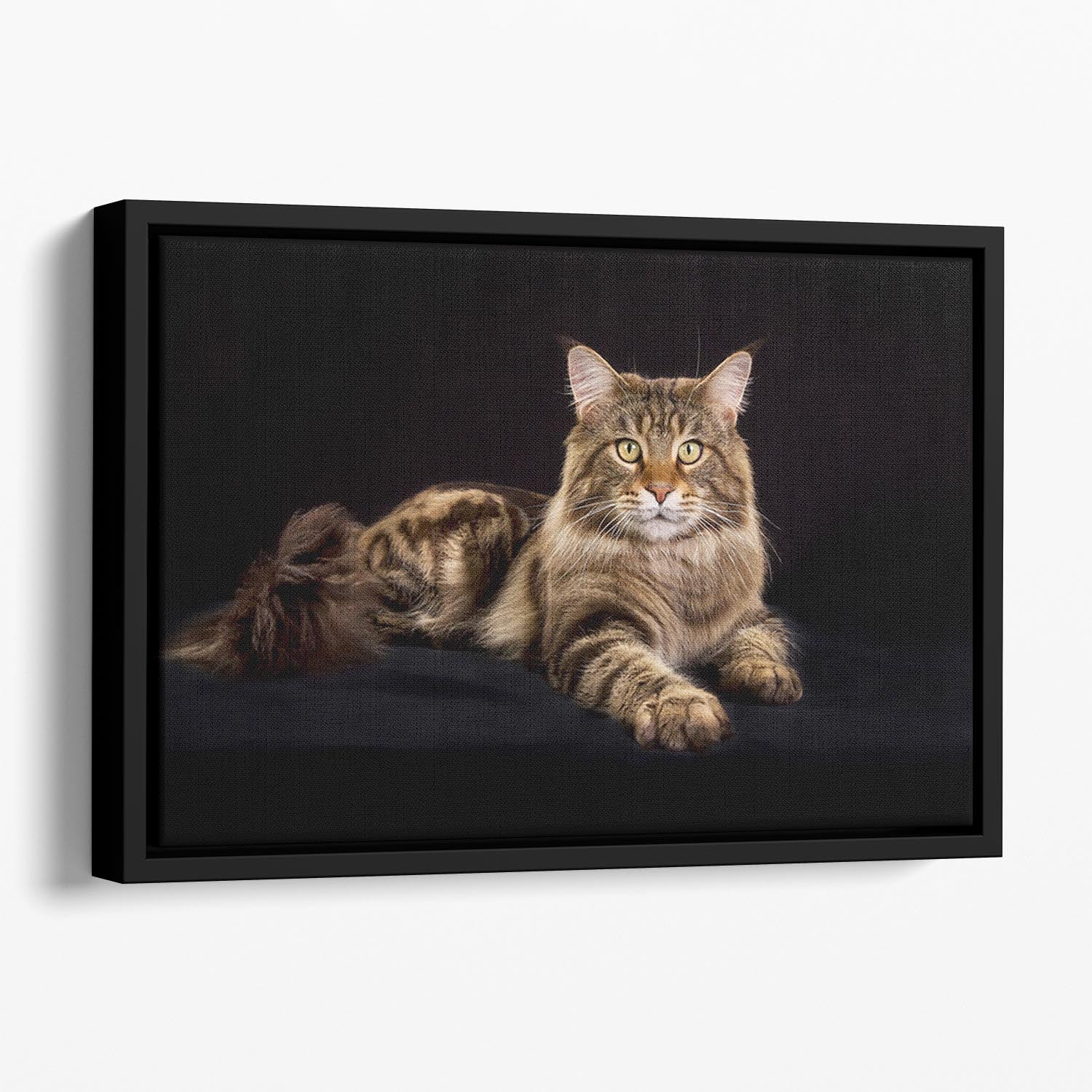 Purebred Maine Coon cat Floating Framed Canvas - Canvas Art Rocks - 1