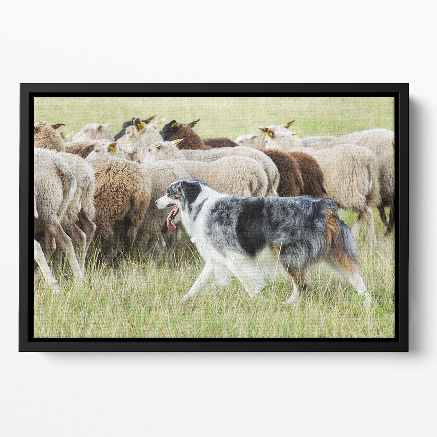 Purebred border collie herding a flock of sheep Floating Framed Canvas - Canvas Art Rocks - 2