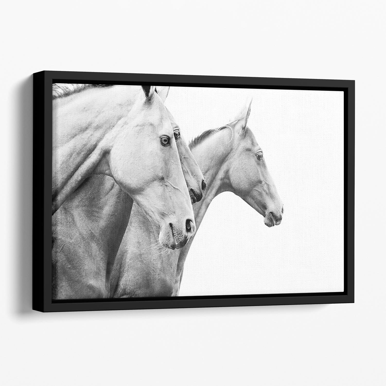 Purebred horses Floating Framed Canvas - Canvas Art Rocks - 1