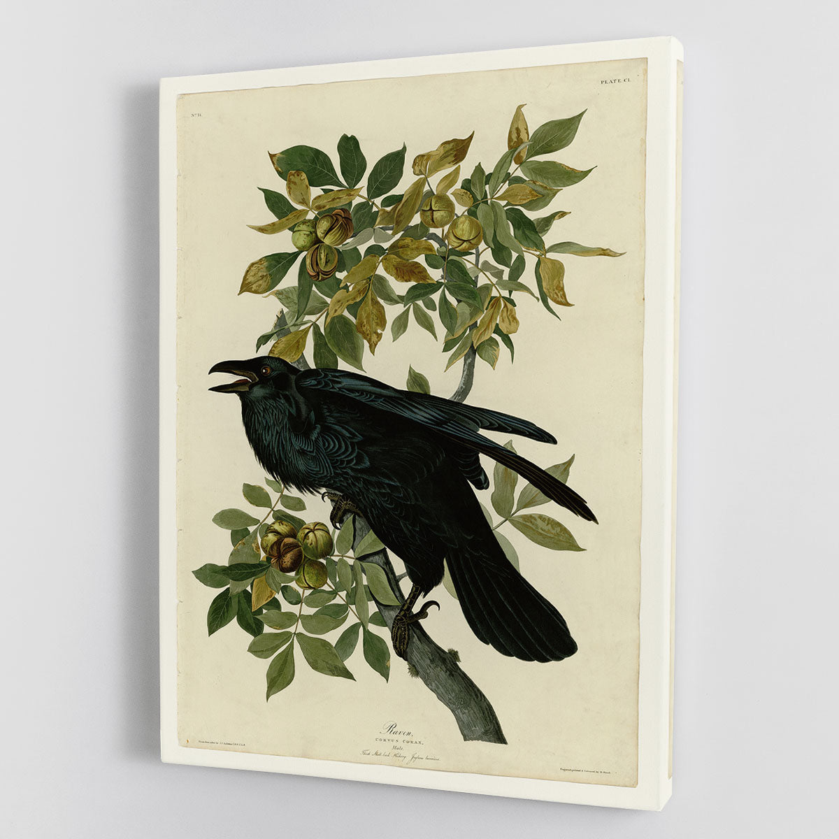 Raven by Audubon Canvas Print or Poster - Canvas Art Rocks - 1
