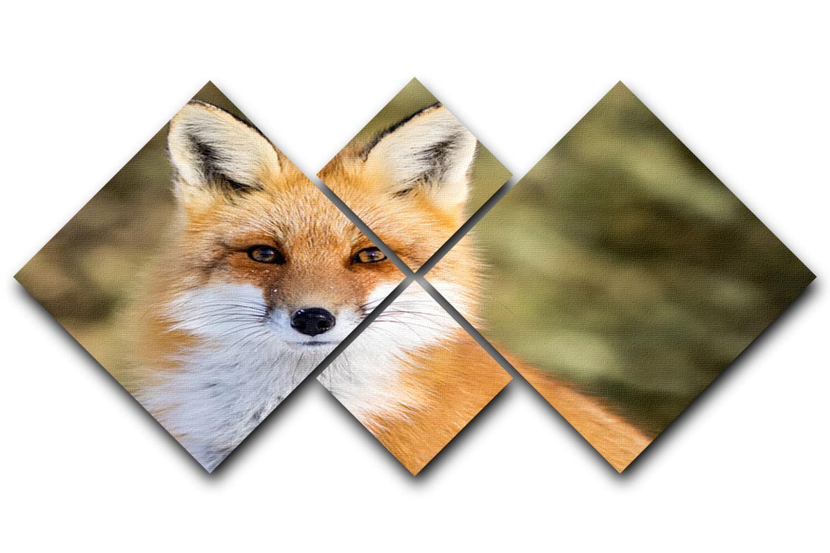 Red Fox - Vulpes vulpes sitting up at attention 4 Square Multi Panel Canvas - Canvas Art Rocks - 1