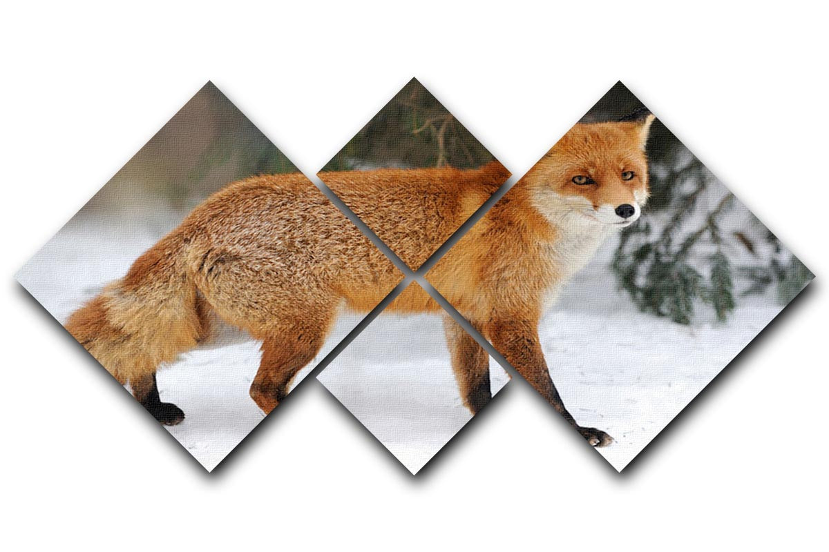 Red Fox Vulpes vulpes in winter time 4 Square Multi Panel Canvas - Canvas Art Rocks - 1