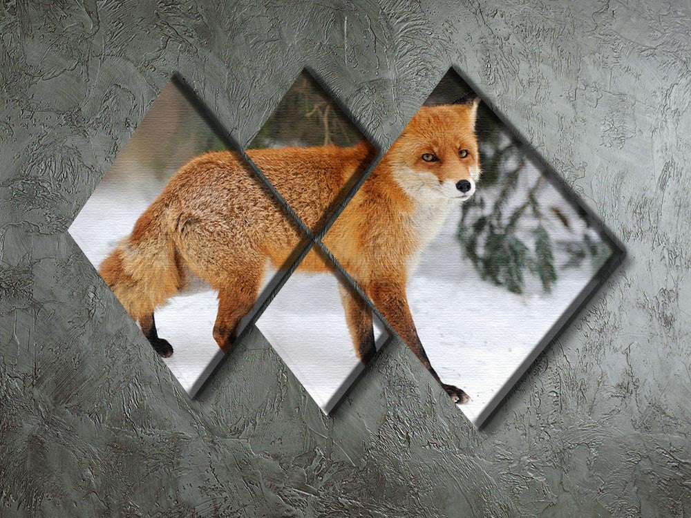 Red Fox Vulpes vulpes in winter time 4 Square Multi Panel Canvas - Canvas Art Rocks - 2