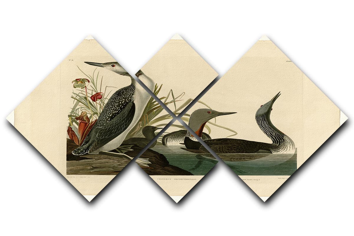 Red Throated Diver by Audubon 4 Square Multi Panel Canvas - Canvas Art Rocks - 1