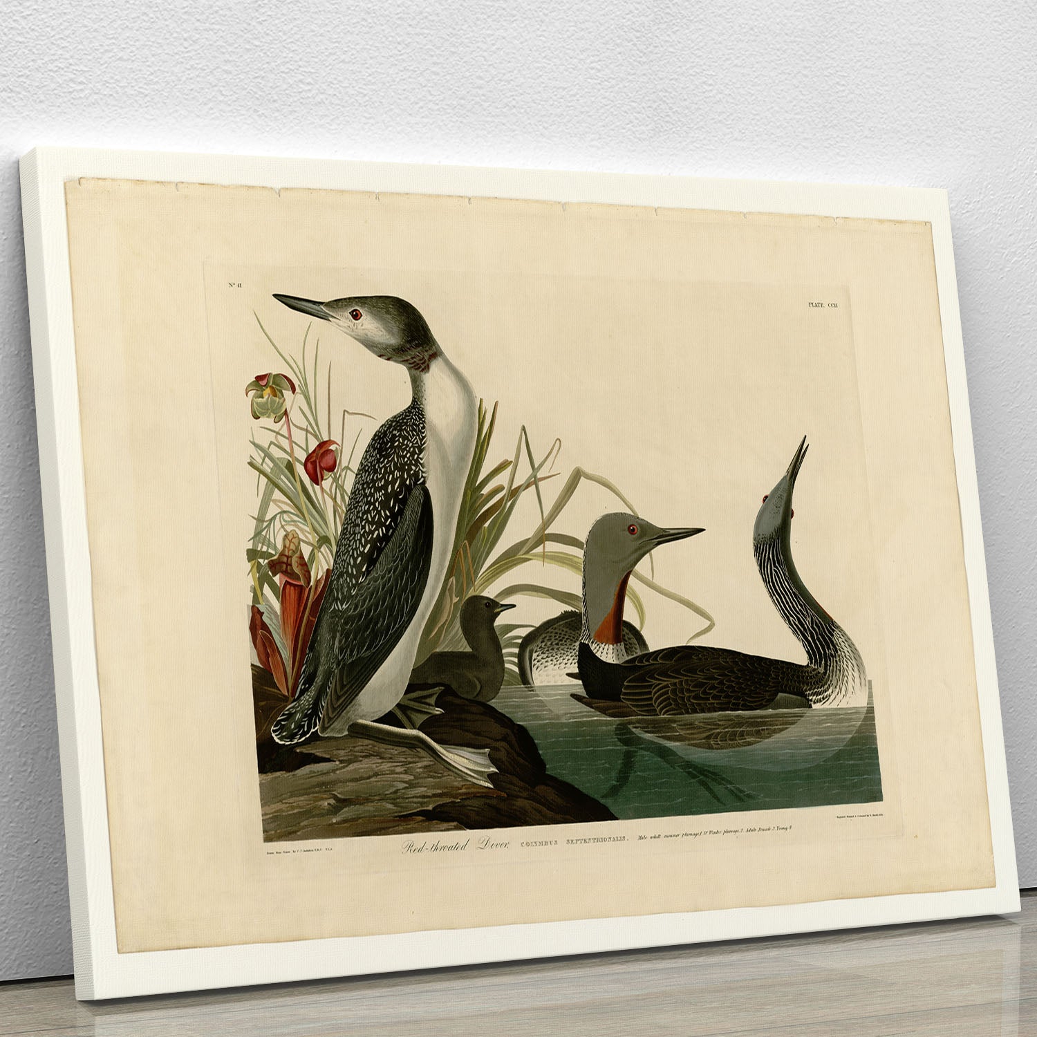 Red Throated Diver by Audubon Canvas Print or Poster - Canvas Art Rocks - 1