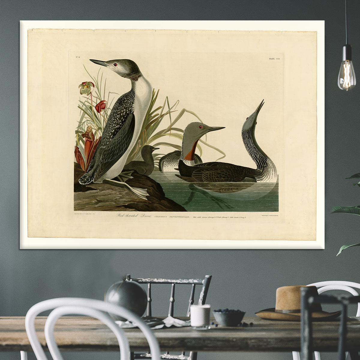 Red Throated Diver by Audubon Canvas Print or Poster - Canvas Art Rocks - 3