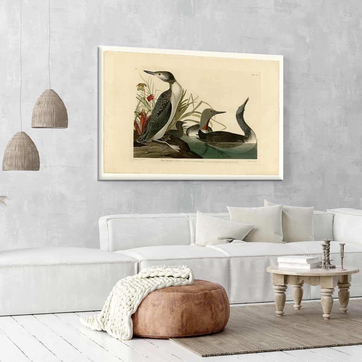 Red Throated Diver by Audubon Canvas Print or Poster - Canvas Art Rocks - 6