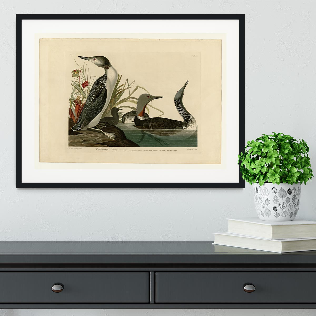 Red Throated Diver by Audubon Framed Print - Canvas Art Rocks - 1