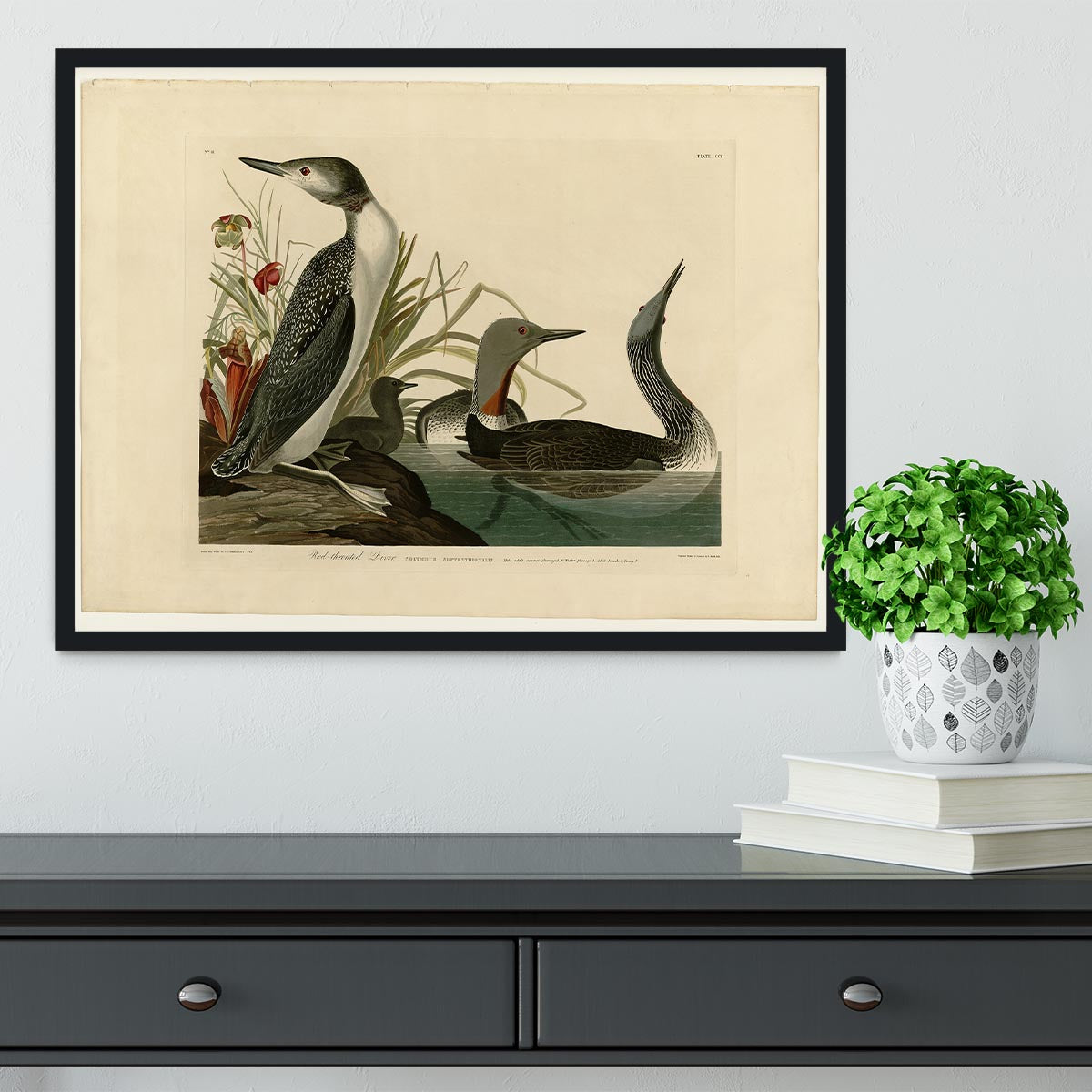 Red Throated Diver by Audubon Framed Print - Canvas Art Rocks - 2