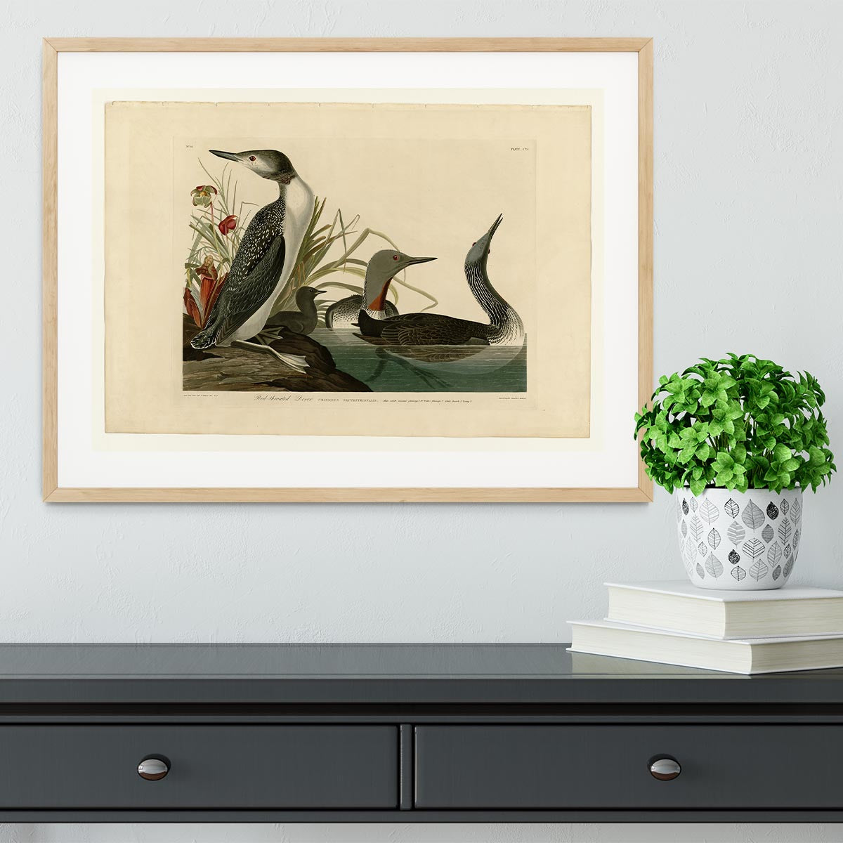 Red Throated Diver by Audubon Framed Print - Canvas Art Rocks - 3