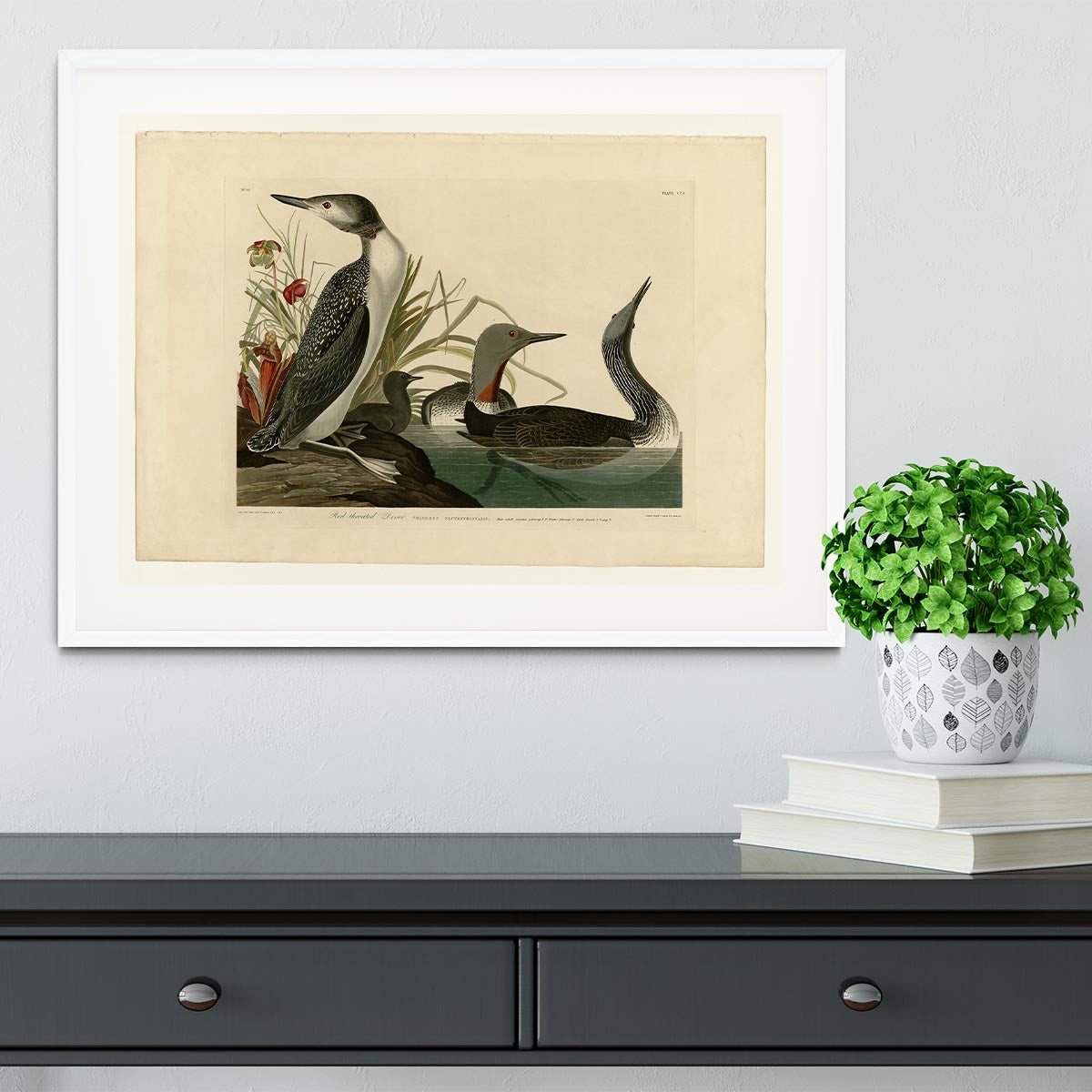 Red Throated Diver by Audubon Framed Print - Canvas Art Rocks - 5