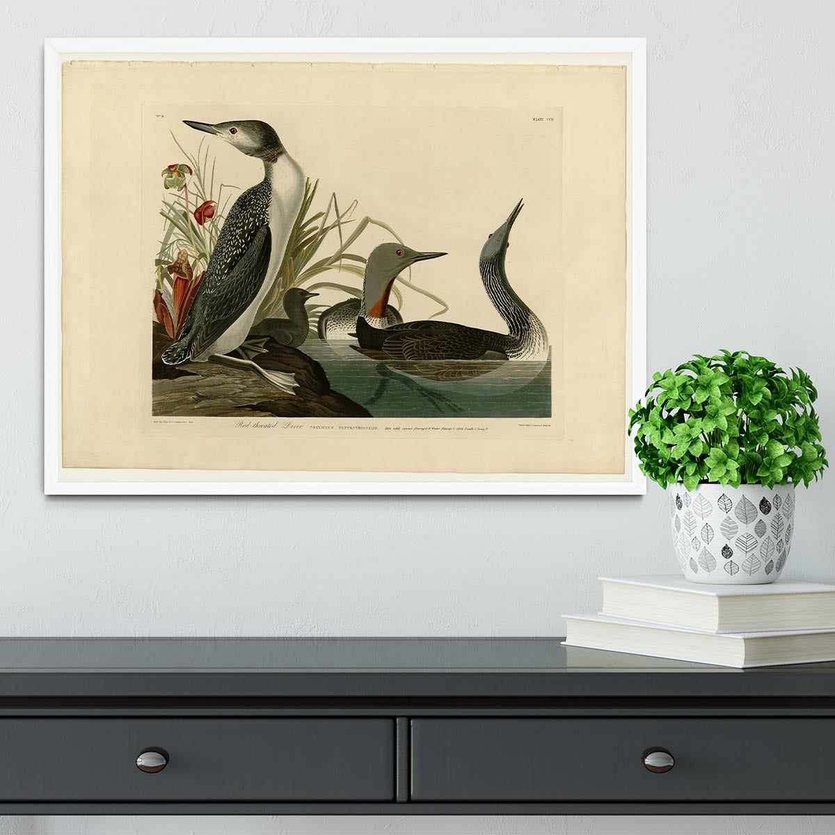 Red Throated Diver by Audubon Framed Print - Canvas Art Rocks -6