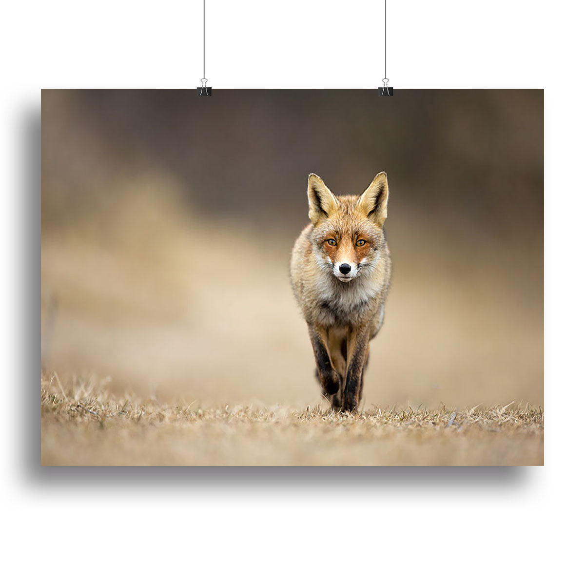 Red fox Canvas Print or Poster - Canvas Art Rocks - 2