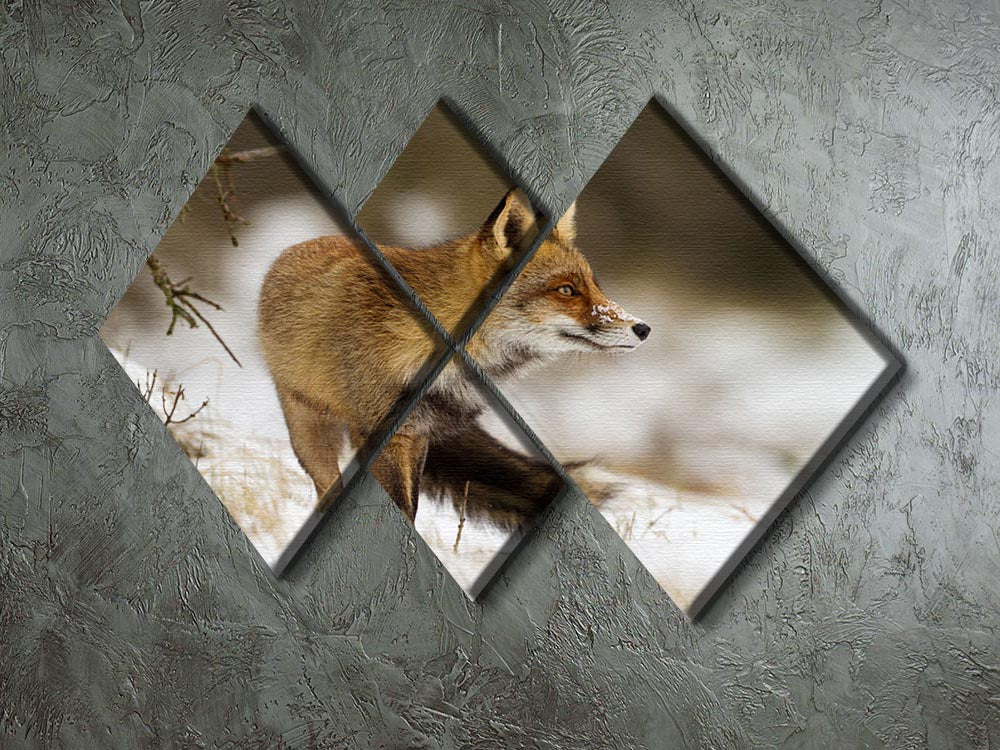 Red fox in wintertime 4 Square Multi Panel Canvas - Canvas Art Rocks - 2