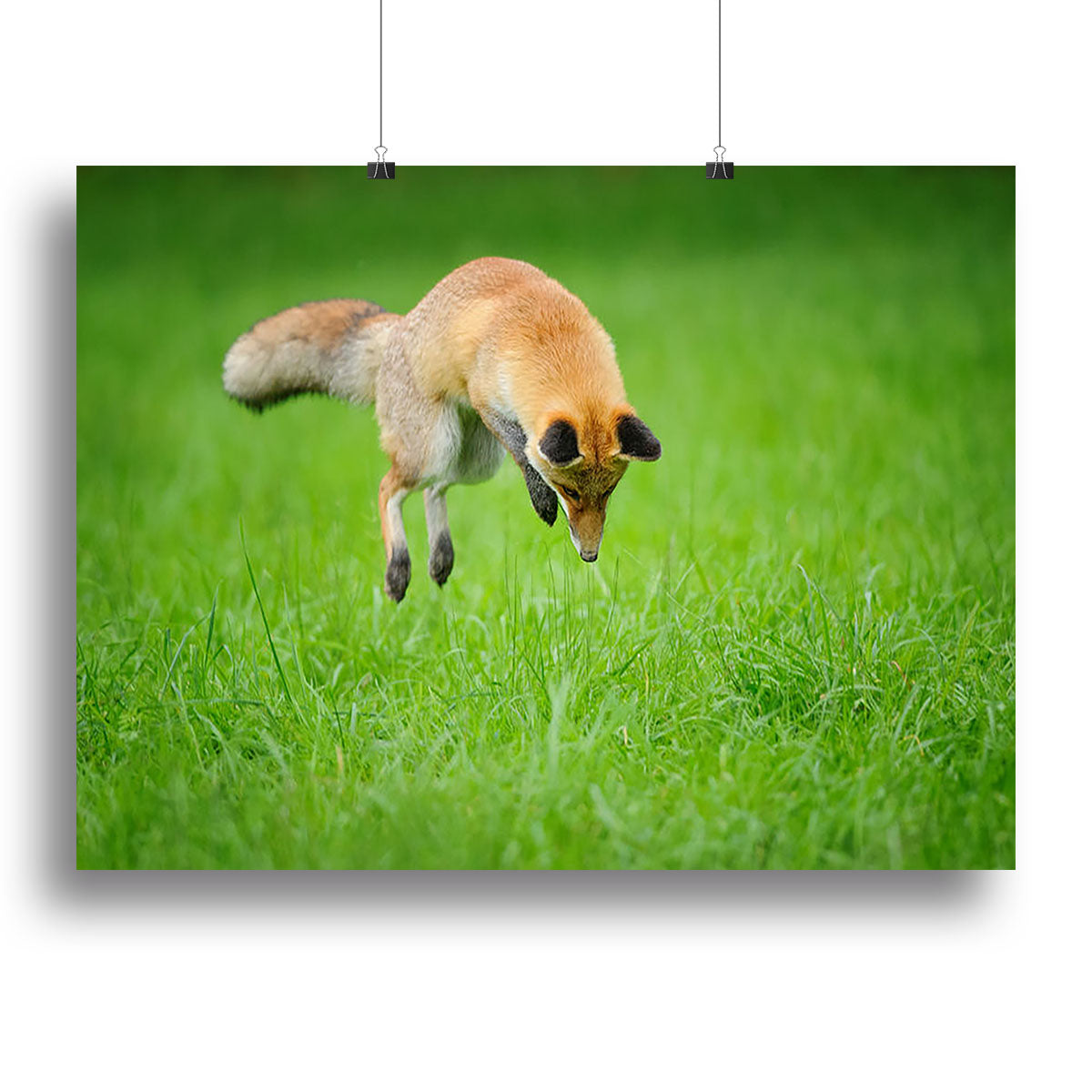 Red fox on hunt Canvas Print or Poster - Canvas Art Rocks - 2