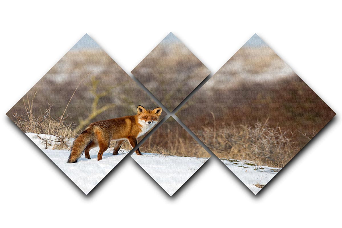 Red fox standing in a winter landscape 4 Square Multi Panel Canvas - Canvas Art Rocks - 1