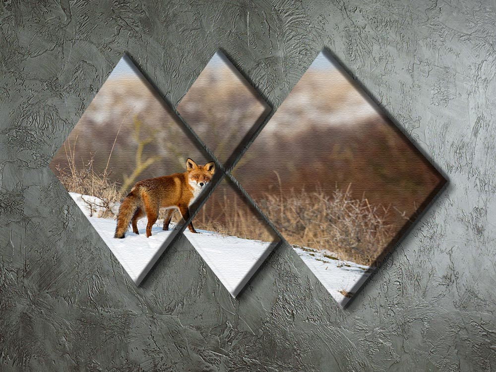Red fox standing in a winter landscape 4 Square Multi Panel Canvas - Canvas Art Rocks - 2