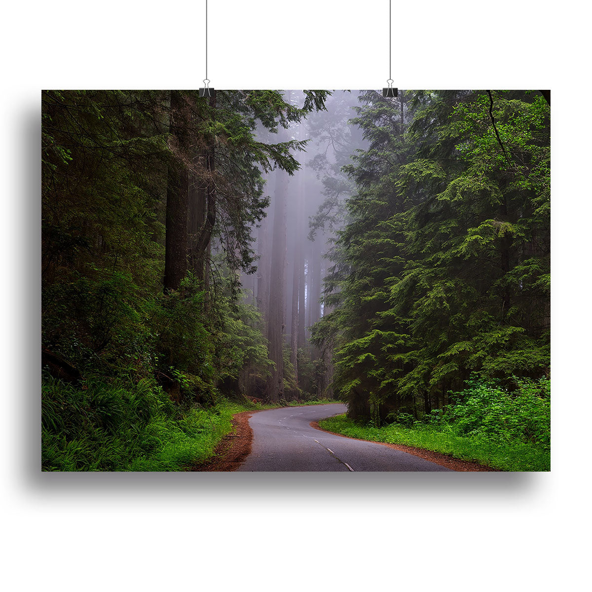Redwood National Park Canvas Print or Poster - Canvas Art Rocks - 2