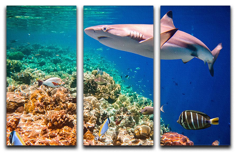 Reef with a variety of hard and soft corals and shark 3 Split Panel Canvas Print - Canvas Art Rocks - 1