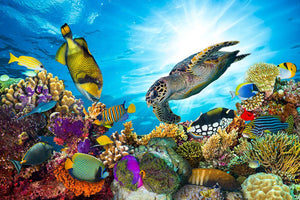 Reef with many fishes and sea turtle Wall Mural Wallpaper - Canvas Art Rocks - 1