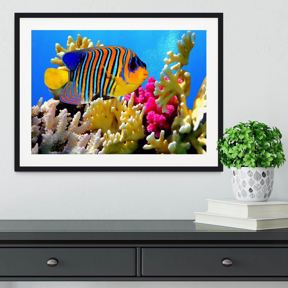 Regal angelfish Framed Print - Canvas Art Rocks - 1