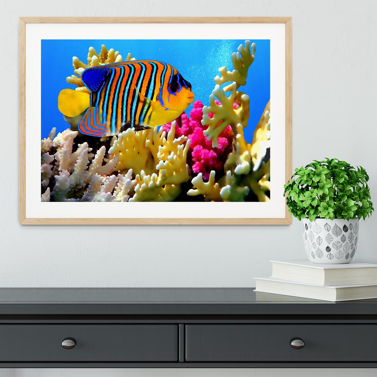 Regal angelfish Framed Print - Canvas Art Rocks - 3