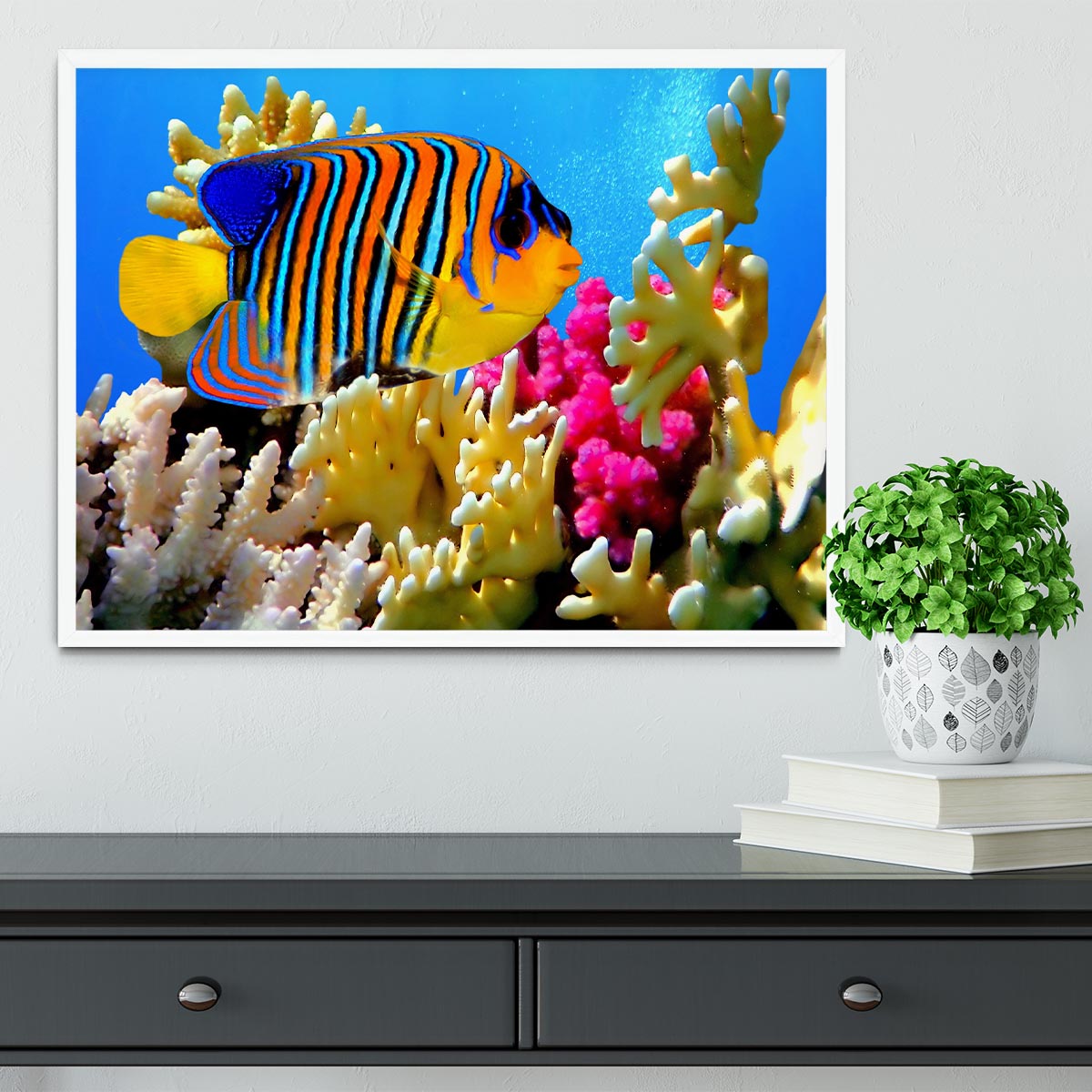 Regal angelfish Framed Print - Canvas Art Rocks -6