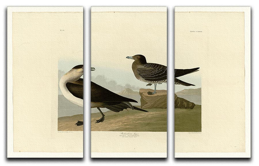 Richardsons Jager by Audubon 3 Split Panel Canvas Print - Canvas Art Rocks - 1