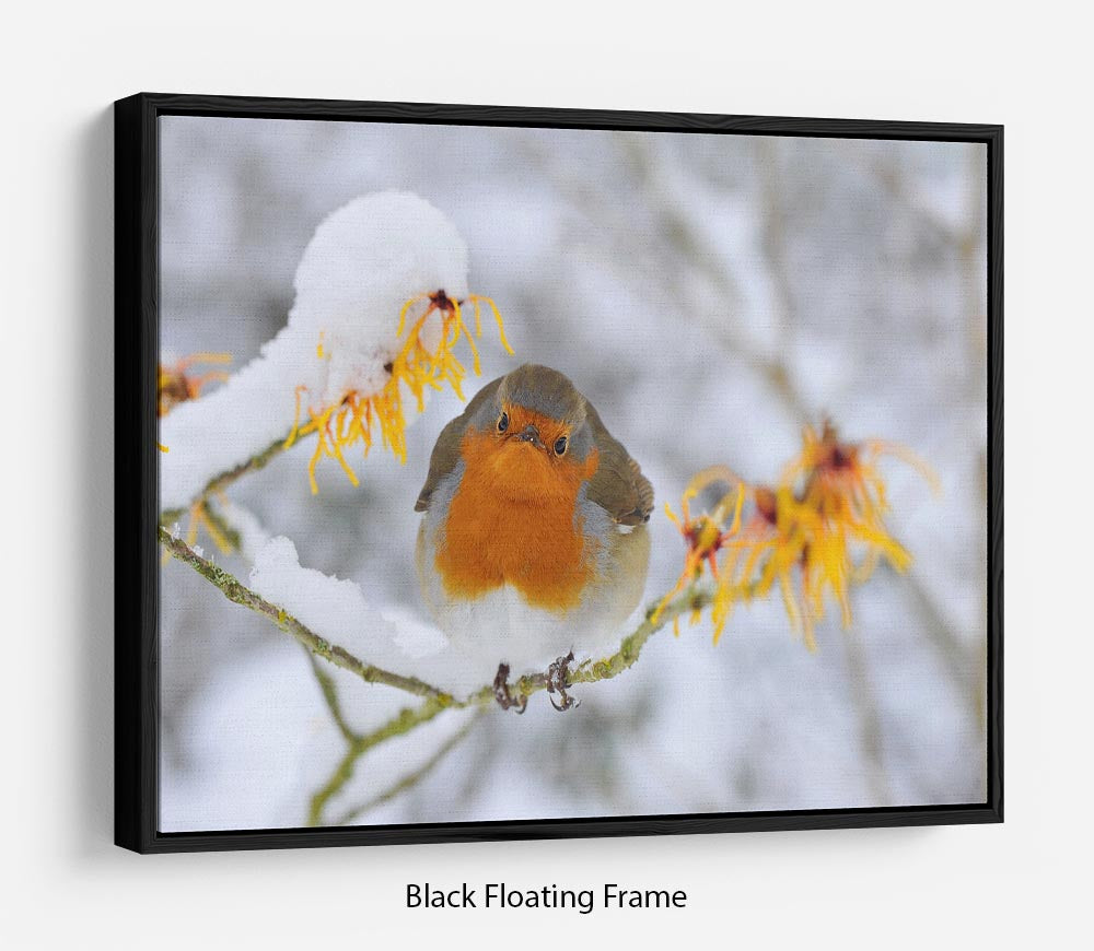 Robin in the Snow Floating Frame Canvas - Canvas Art Rocks - 1