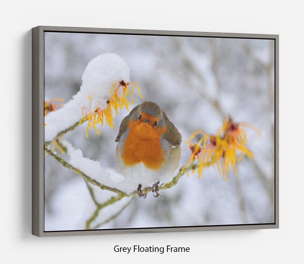 Robin in the Snow Floating Frame Canvas - Canvas Art Rocks - 3