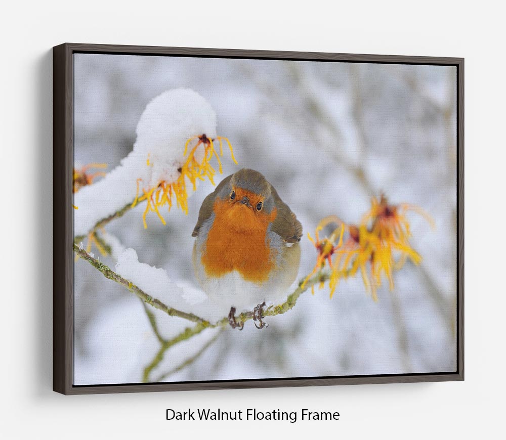 Robin in the Snow Floating Frame Canvas - Canvas Art Rocks - 5