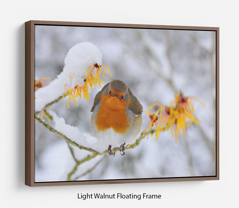 Robin in the Snow Floating Frame Canvas - Canvas Art Rocks 7