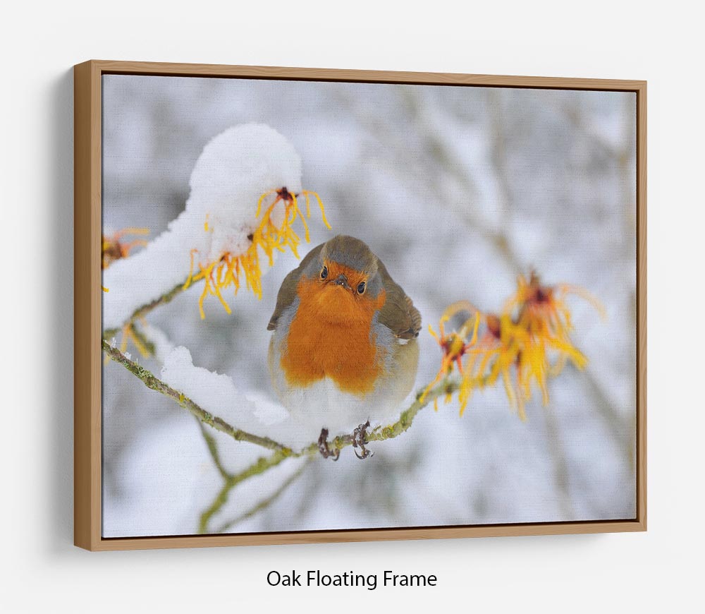 Robin in the Snow Floating Frame Canvas - Canvas Art Rocks - 9