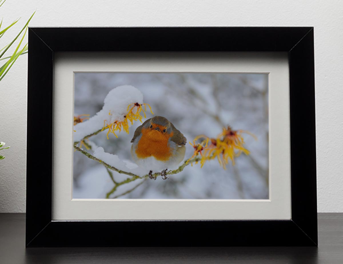 Robin in the Snow Framed Print - Canvas Art Rocks - 1