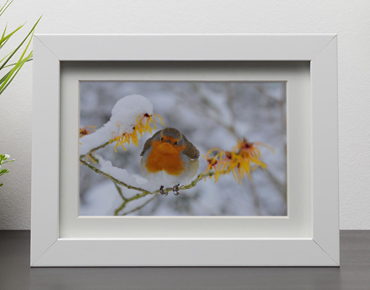 Robin in the Snow Framed Print - Canvas Art Rocks - 3