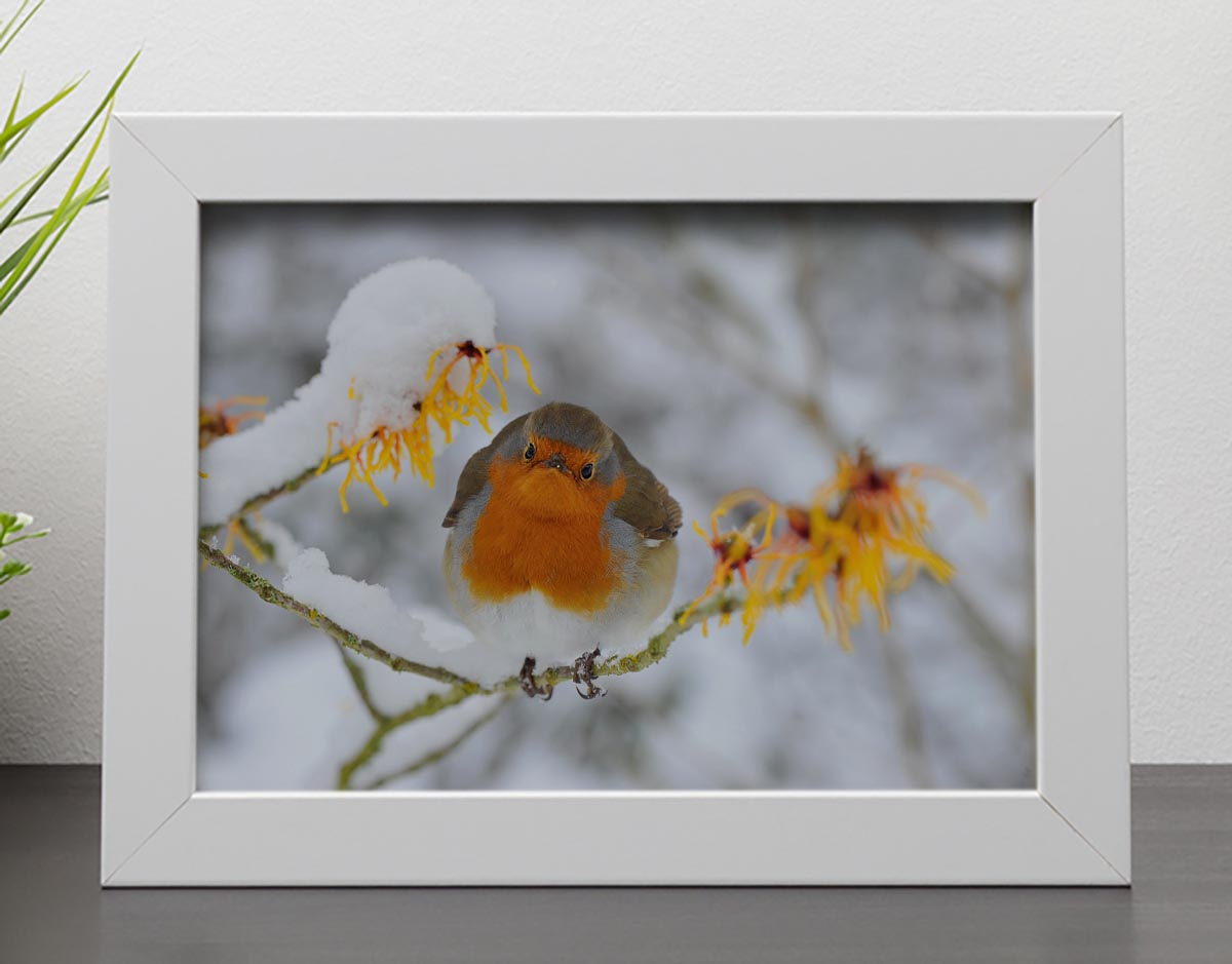 Robin in the Snow Framed Print - Canvas Art Rocks - 4