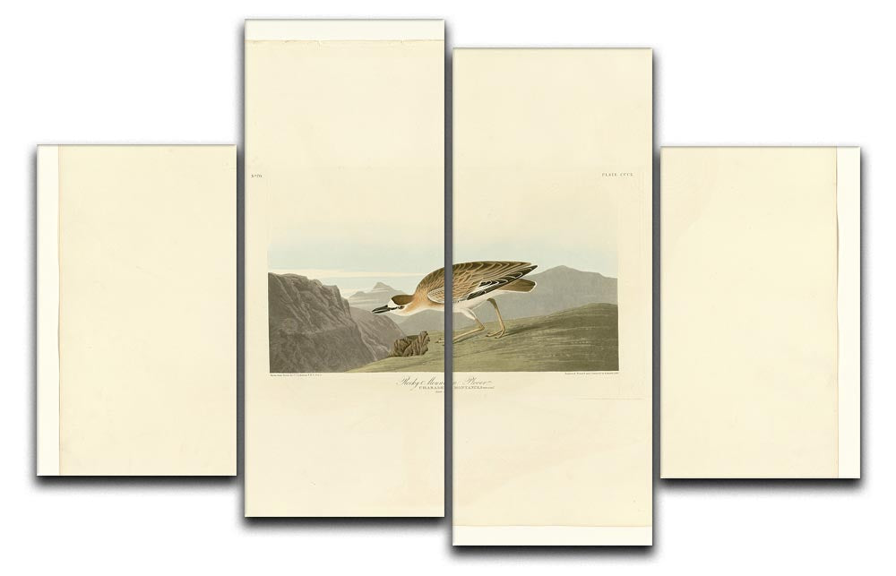 Rocky Mountain Plover by Audubon 4 Split Panel Canvas - Canvas Art Rocks - 1