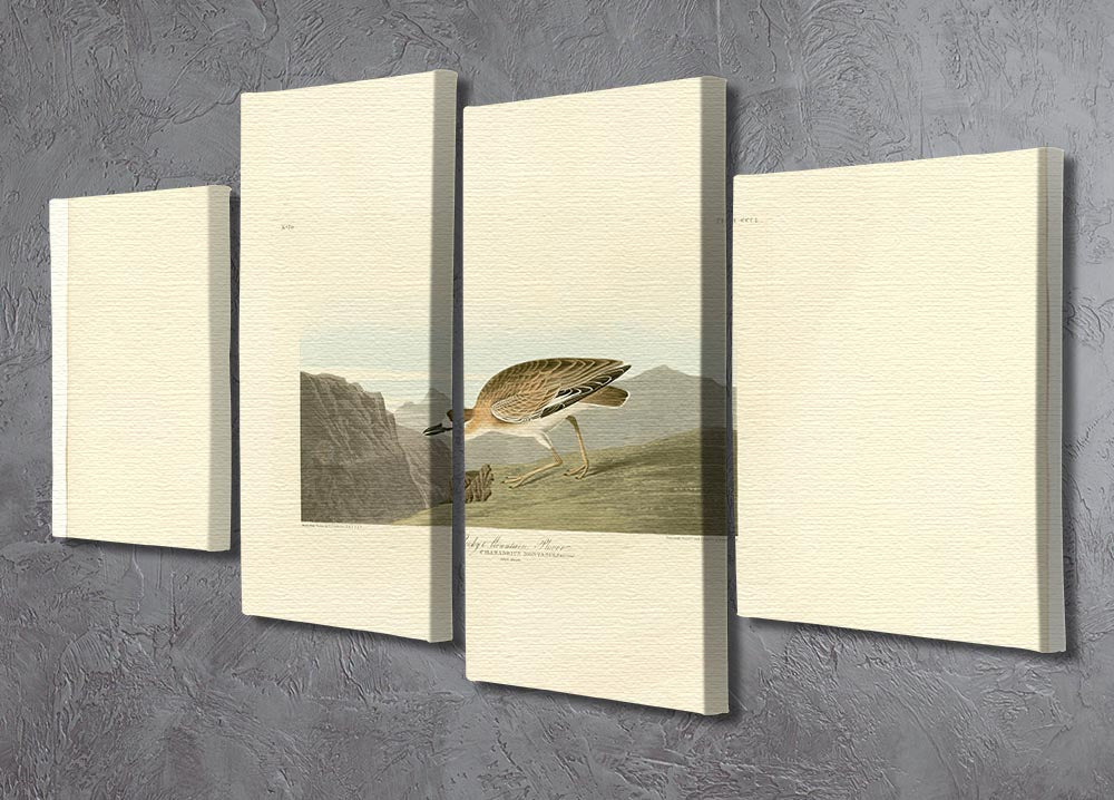Rocky Mountain Plover by Audubon 4 Split Panel Canvas - Canvas Art Rocks - 2
