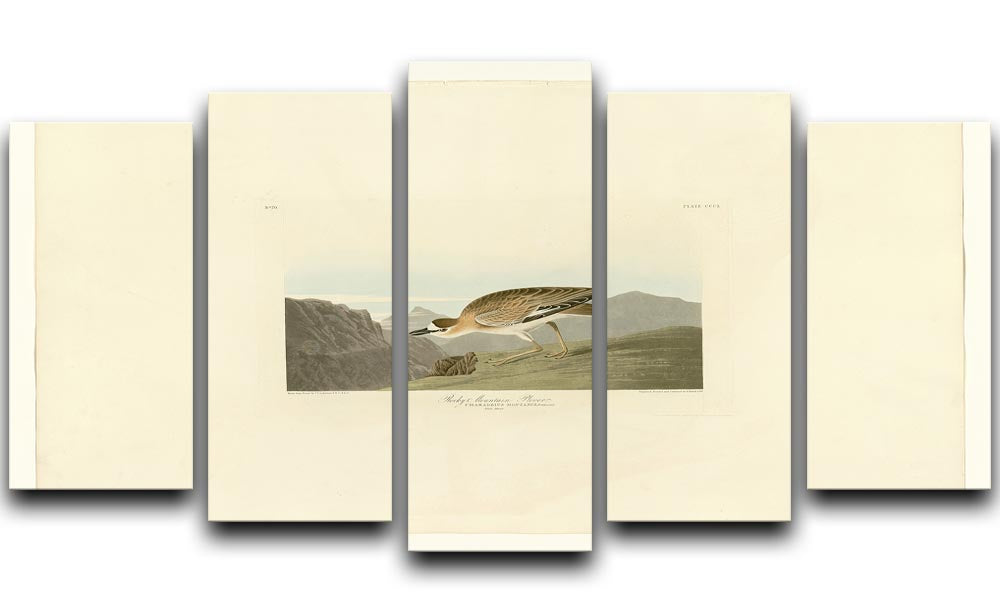 Rocky Mountain Plover by Audubon 5 Split Panel Canvas - Canvas Art Rocks - 1
