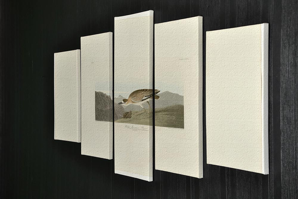 Rocky Mountain Plover by Audubon 5 Split Panel Canvas - Canvas Art Rocks - 2