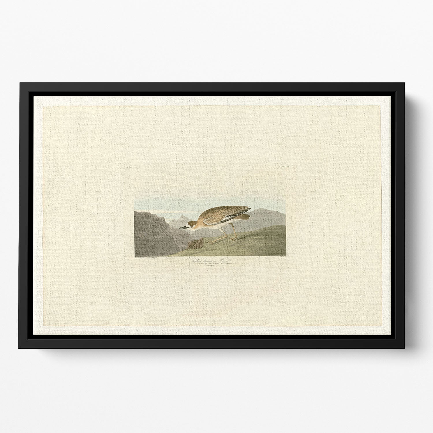 Rocky Mountain Plover by Audubon Floating Framed Canvas