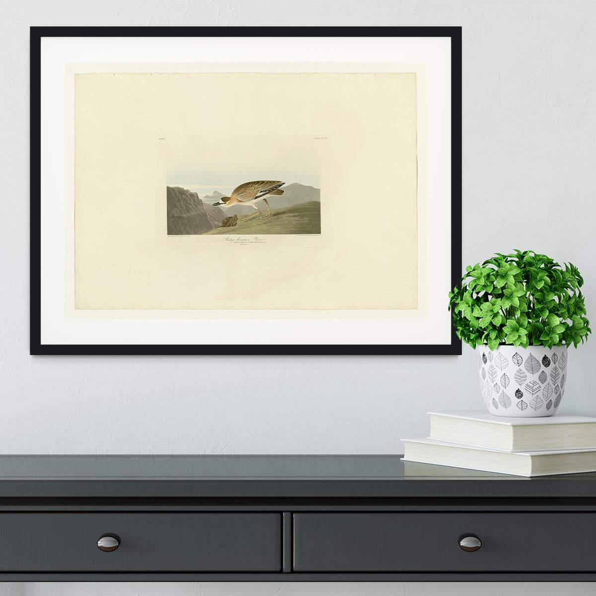 Rocky Mountain Plover by Audubon Framed Print - Canvas Art Rocks - 1