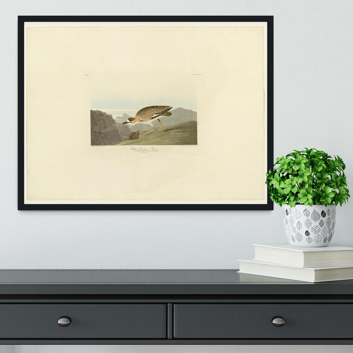 Rocky Mountain Plover by Audubon Framed Print - Canvas Art Rocks - 2