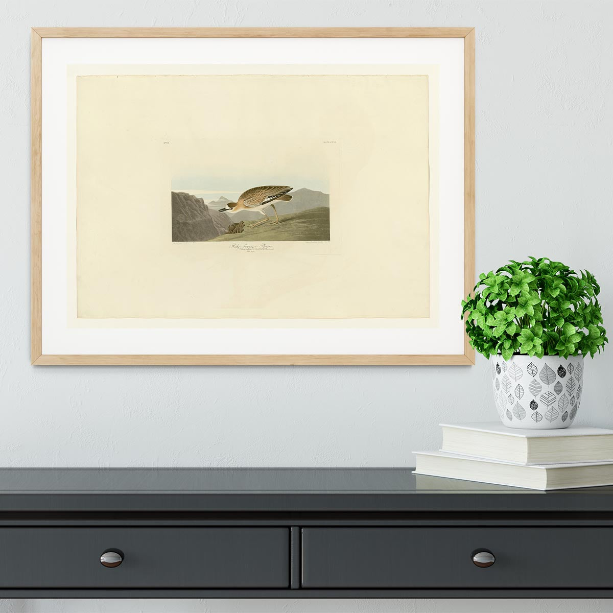 Rocky Mountain Plover by Audubon Framed Print - Canvas Art Rocks - 3