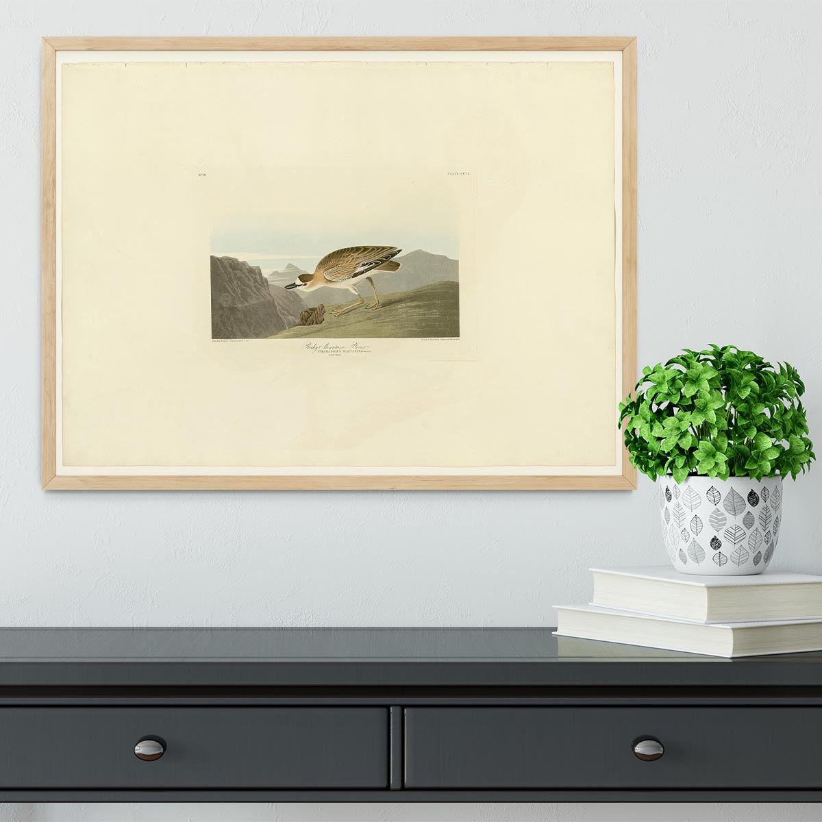 Rocky Mountain Plover by Audubon Framed Print - Canvas Art Rocks - 4