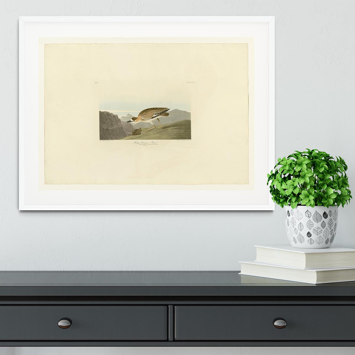 Rocky Mountain Plover by Audubon Framed Print - Canvas Art Rocks - 5