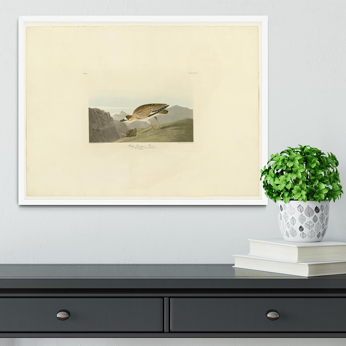 Rocky Mountain Plover by Audubon Framed Print - Canvas Art Rocks -6