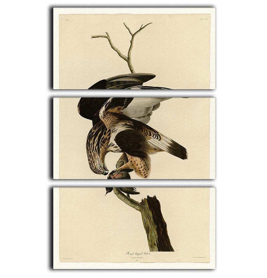 Rough legged Falcon by Audubon 3 Split Panel Canvas Print - Canvas Art Rocks - 1